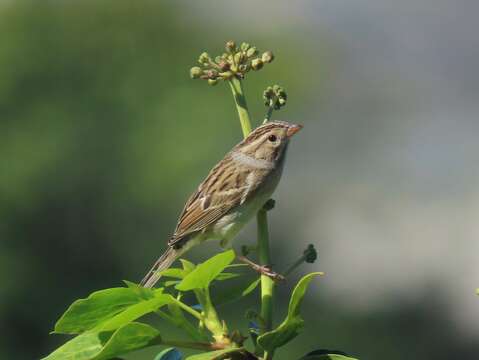 Image of Clay-colored Sparrow