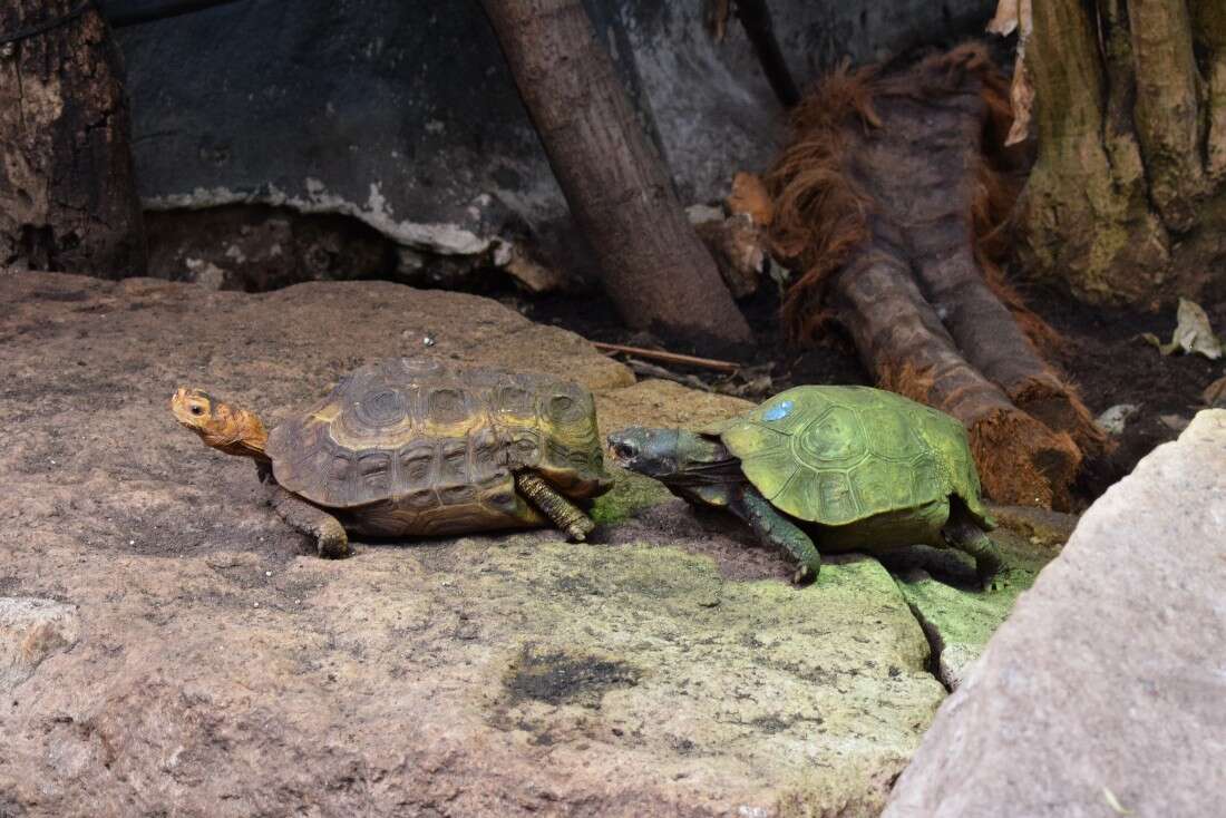 Image of Home's Hinge-back Tortoise