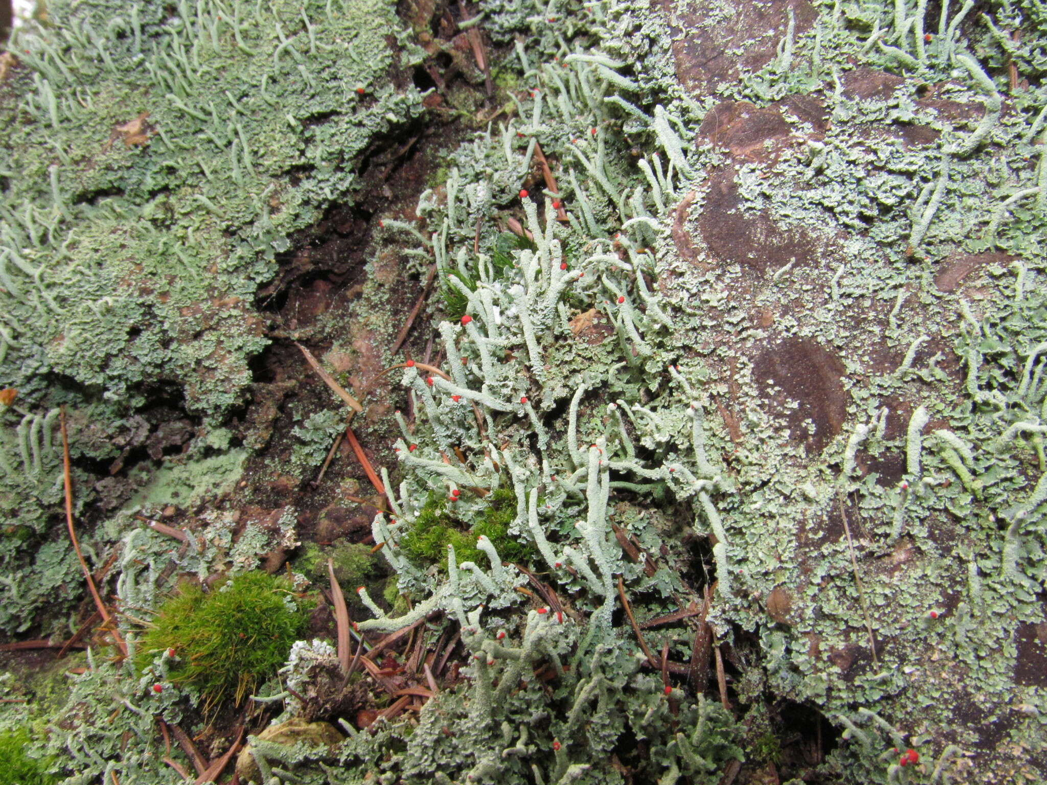 Image of Cladonia macilenta