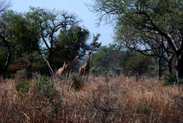 Image of Kordofan giraffe