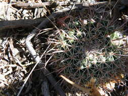 Image of Mammillaria uncinata Zucc. ex Pfeiff.