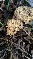 Слика од Ramaria stricta (Pers.) Quél. 1888