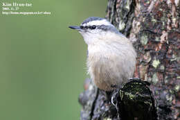 Image of Chinese Nuthatch