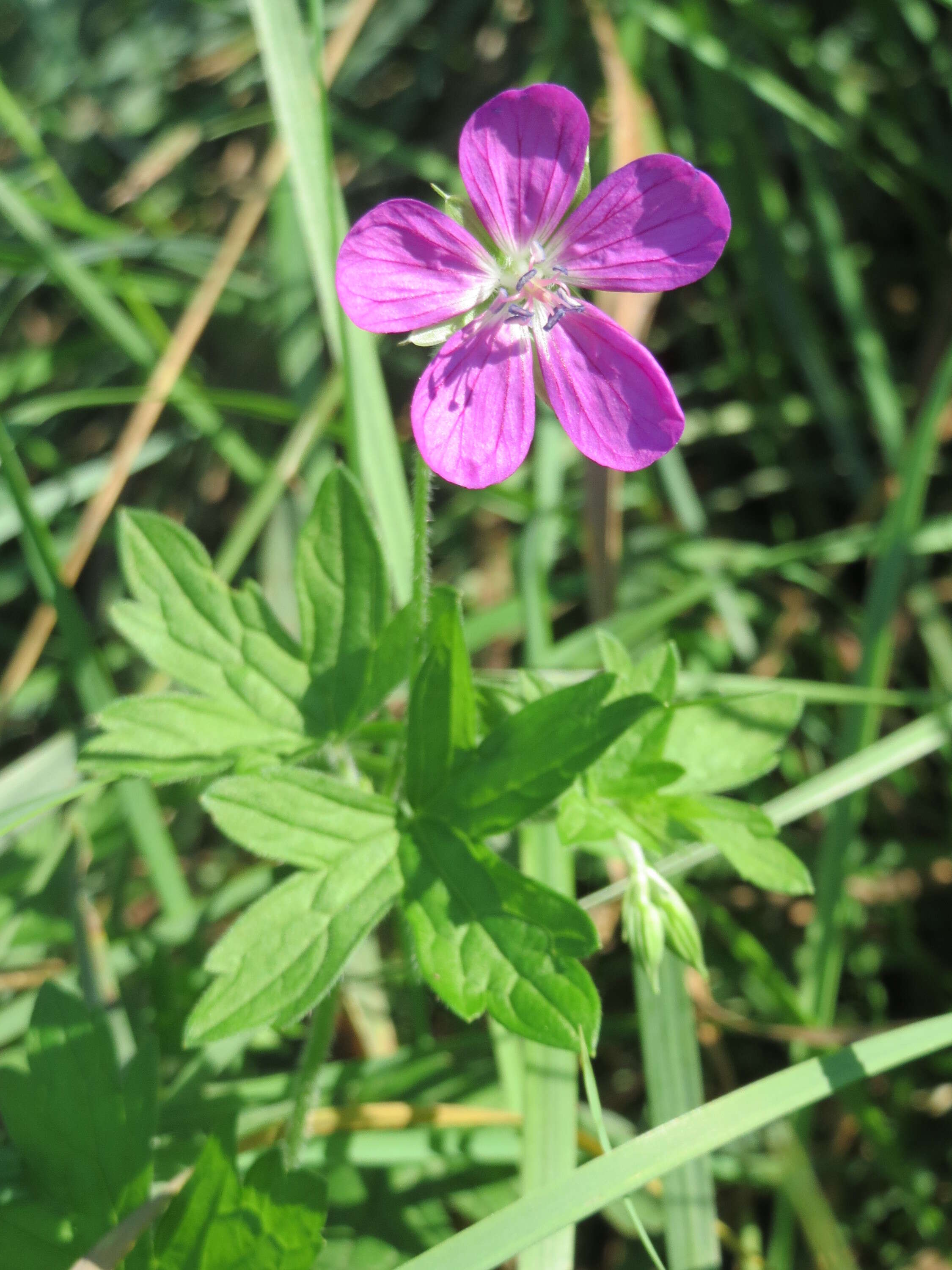 Image of marsh cranesbill