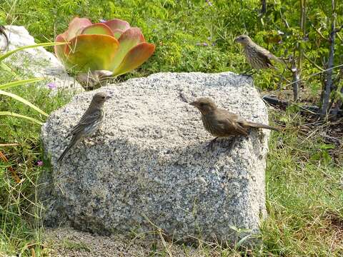 Image of California Towhee