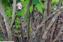 Image of Japanese callicarpa