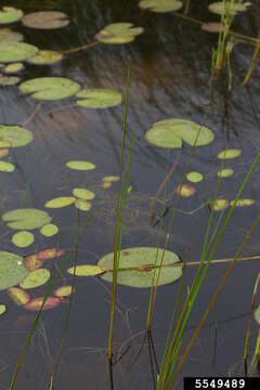 Image of Torrey's bulrush