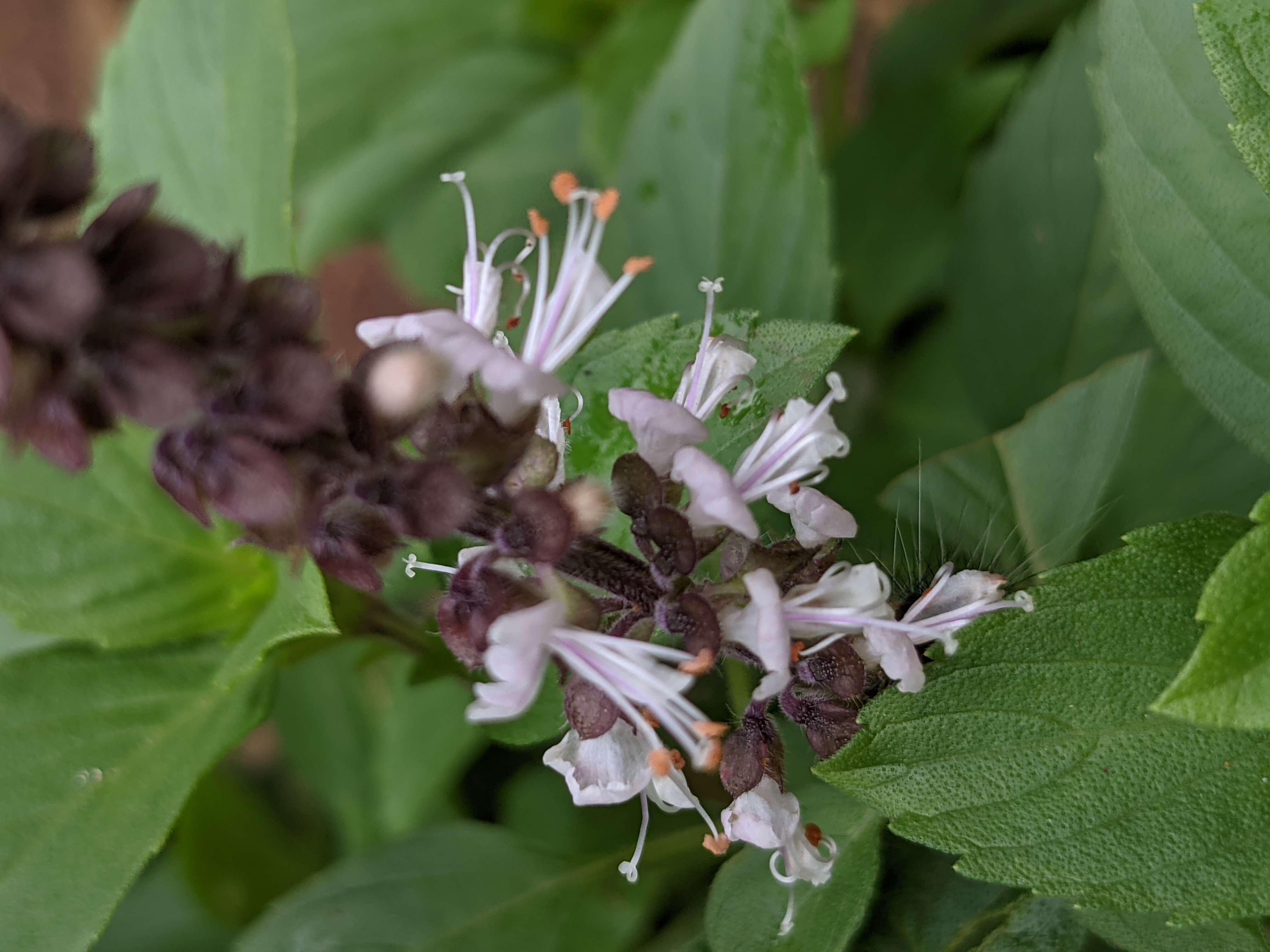 Image de Ocimum kilimandscharicum Gürke