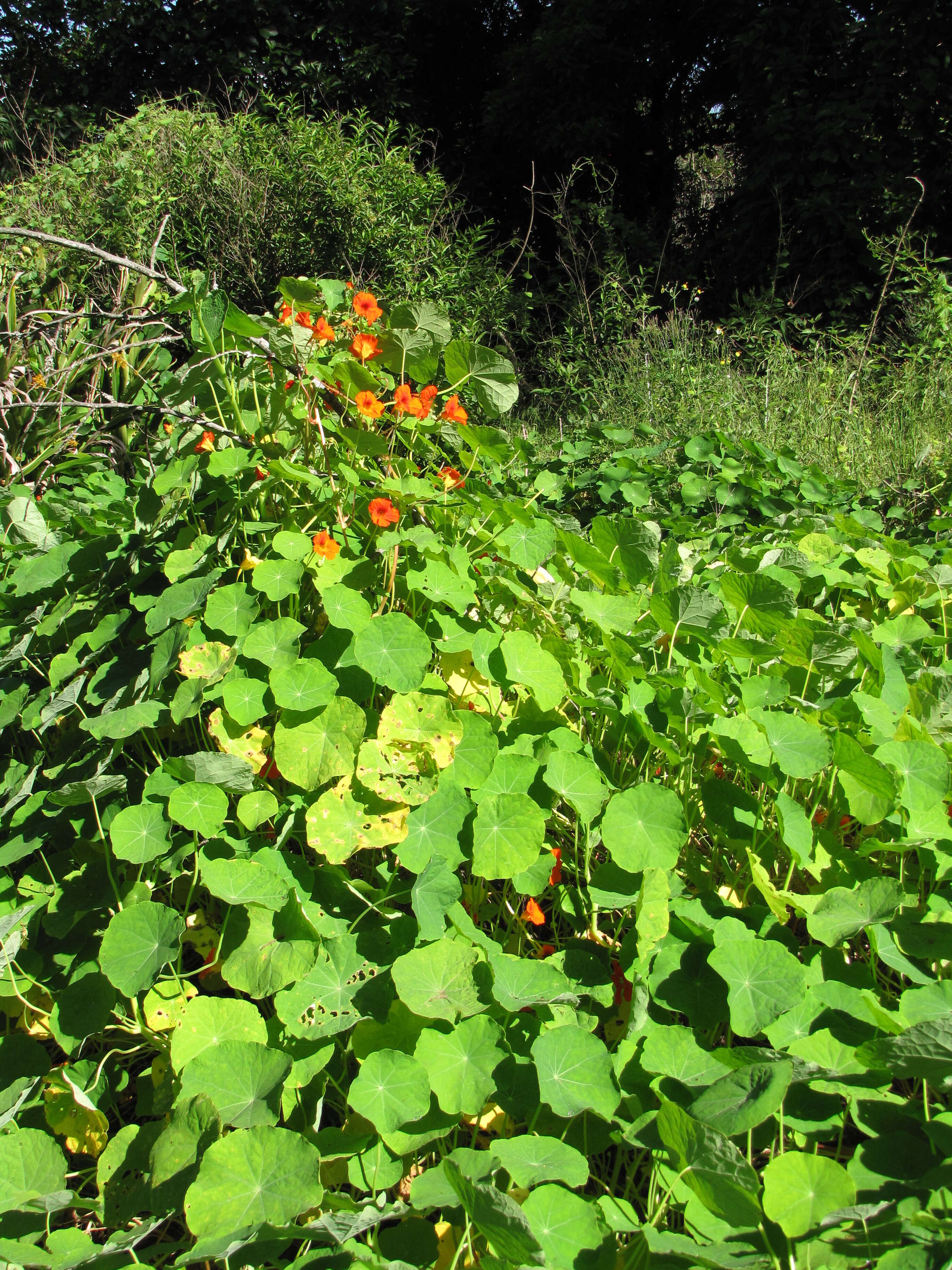 Image of Garden Nasturtium