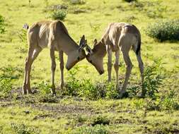 Image of Alcelaphus buselaphus caama