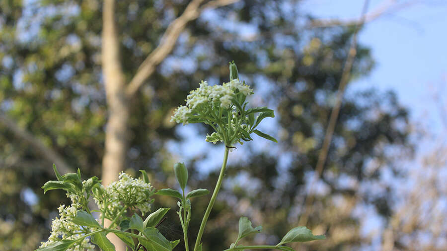 Image of Sambucus peruviana Kunth