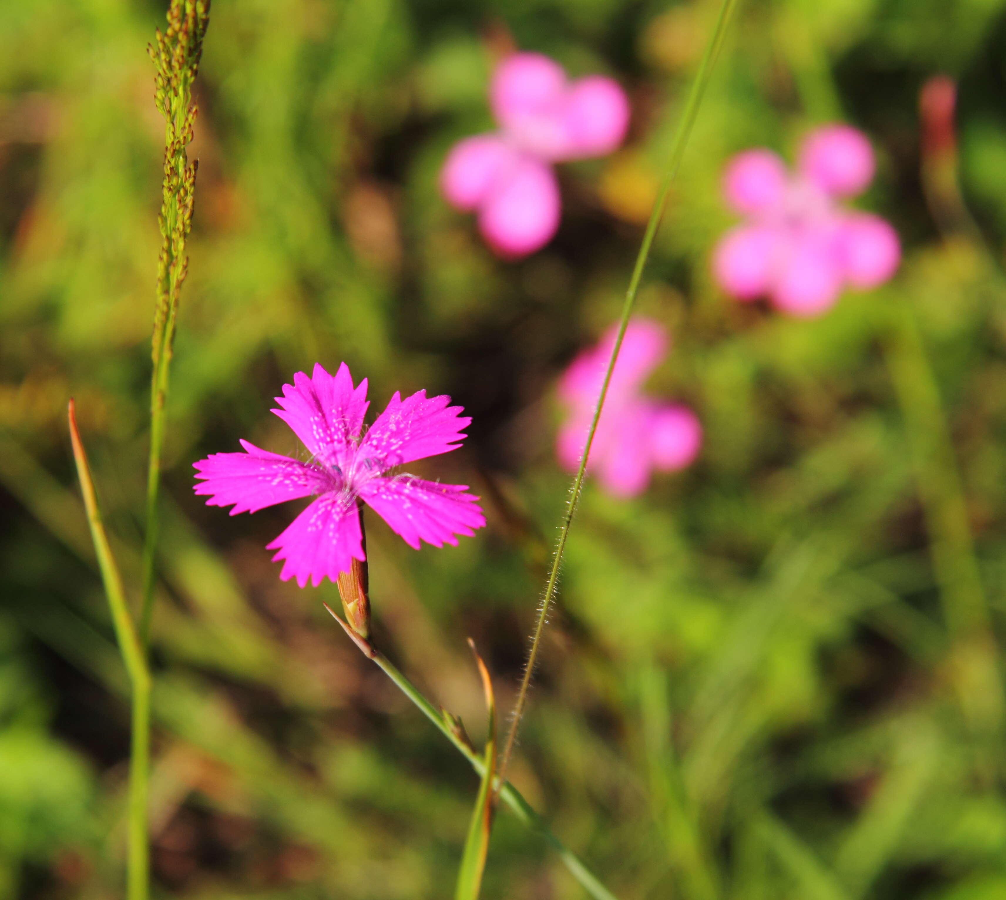 Слика од Dianthus deltoides L.