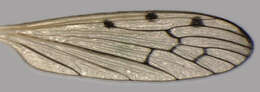Image of Limonia nigropunctata (Schummel 1829)