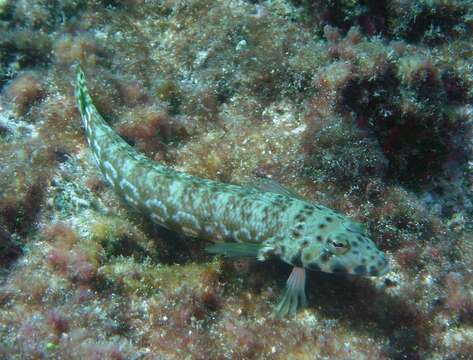 Image of Variegated lizardfish