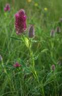 Image of Red Trefoil