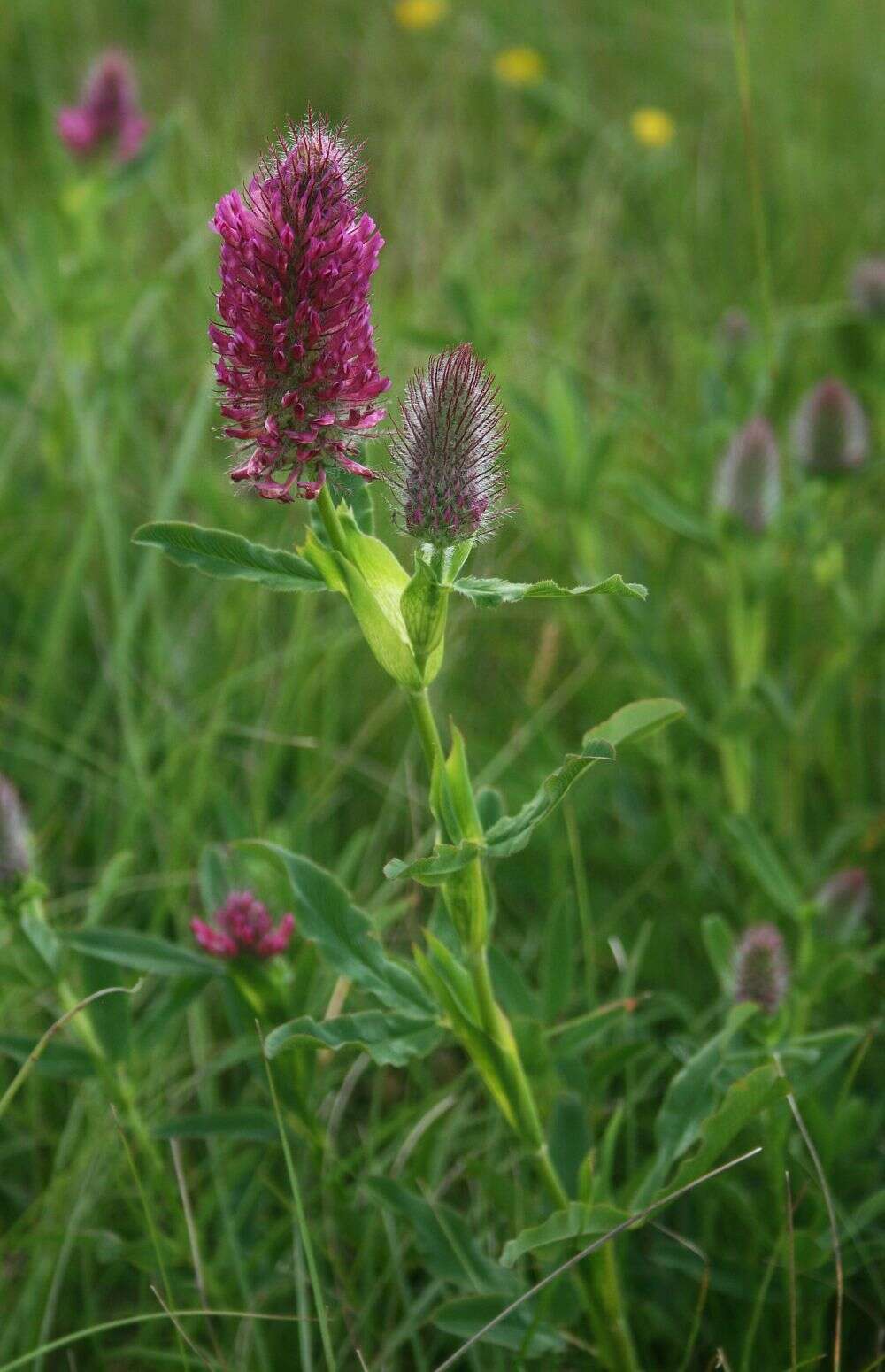 Image of Red Trefoil