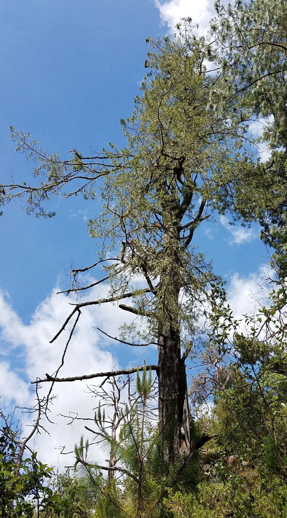 Слика од Pinus ayacahuite Ehrenb. ex Schltdl.