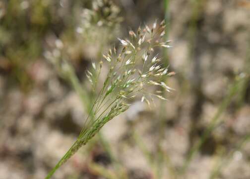 Image of silver hairgrass