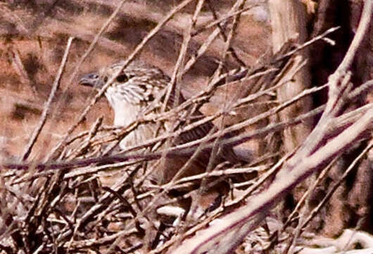 Image of Thick-billed Grasswren