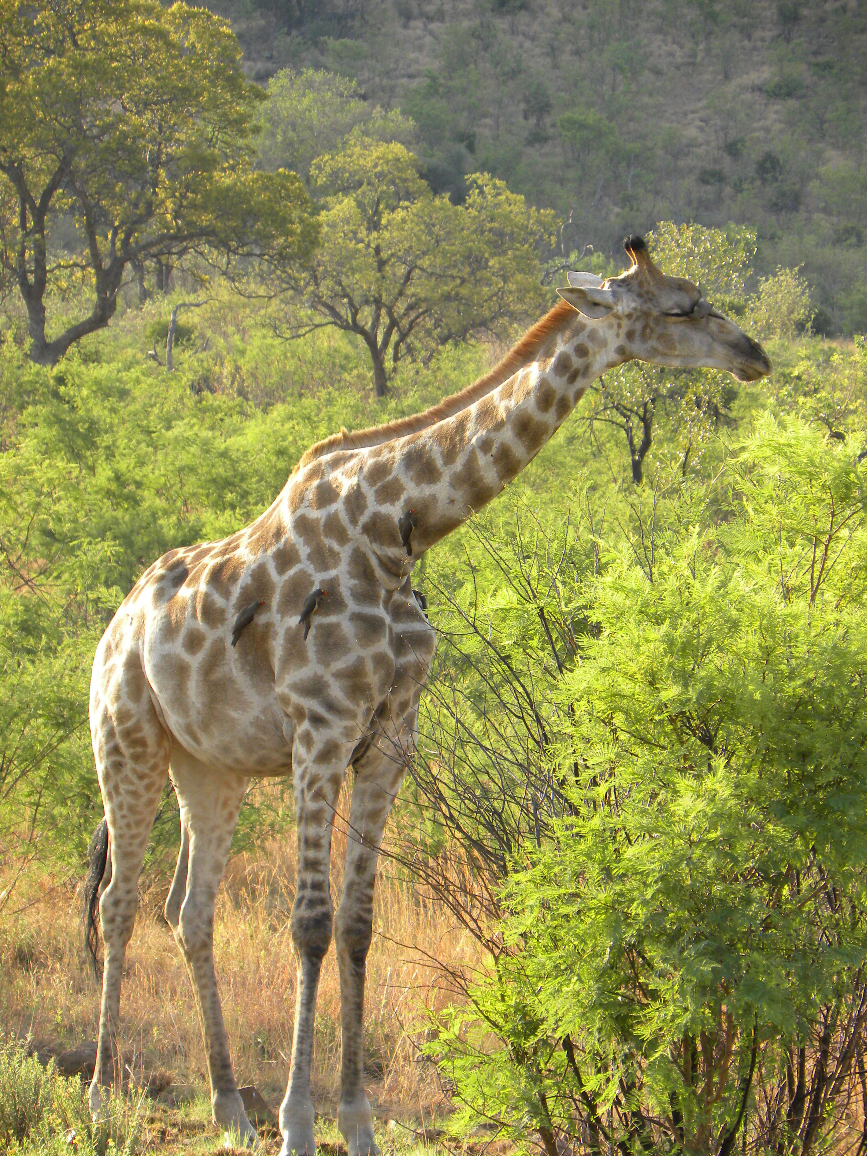 Image of Giraffe