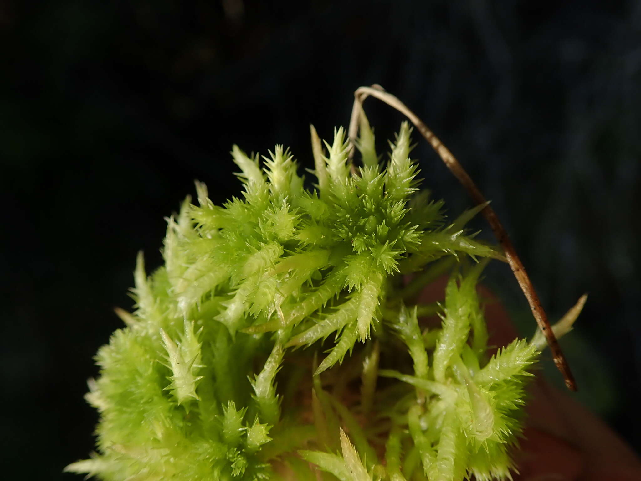 Image of sphagnum