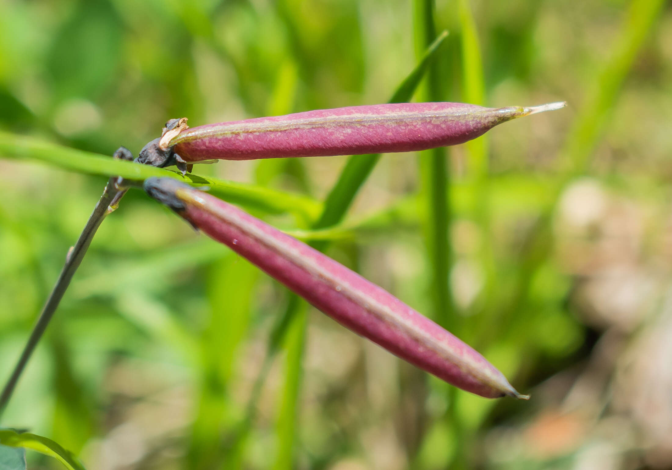 Imagem de Lathyrus linifolius (Reichard) Bassler