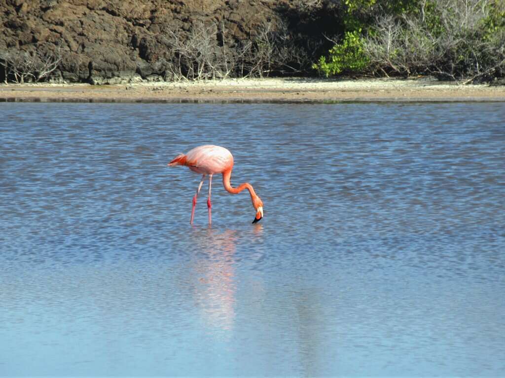 Imagem de Phoenicopterus ruber Linnaeus 1758