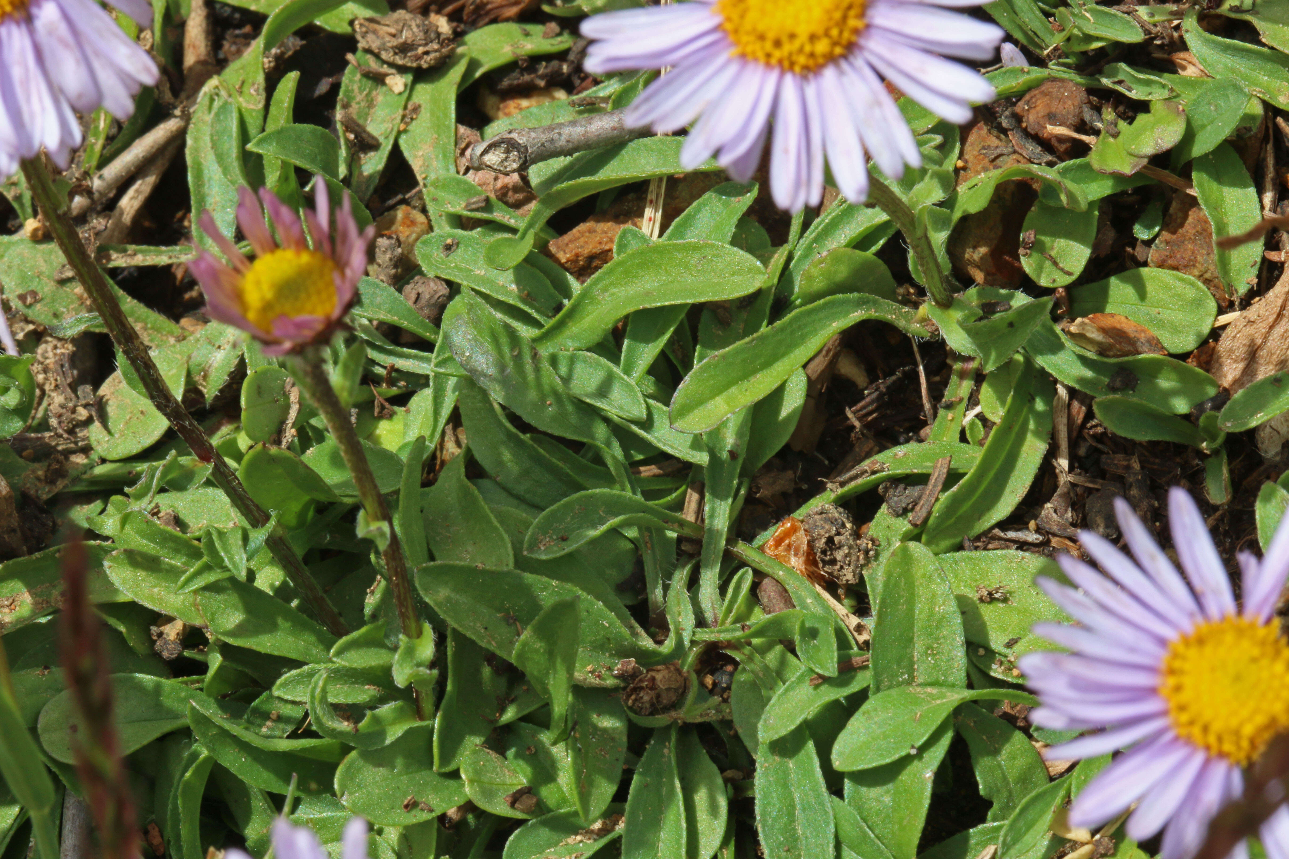 Image of largeflower fleabane