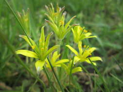 Image of field star-of-bethlehem