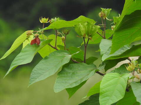 Image of Theobromateae