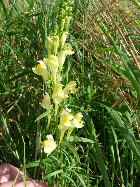 Image of Common Toadflax