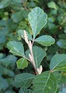Image of fragrant sumac