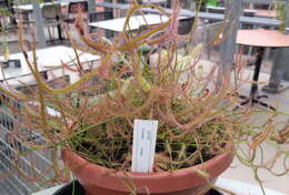 Image of Drosera binata Labill.