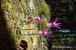 Image of calypso orchid