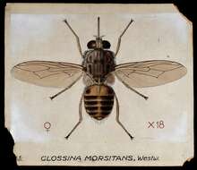 Imagem de Glossina morsitans Westwood 1851