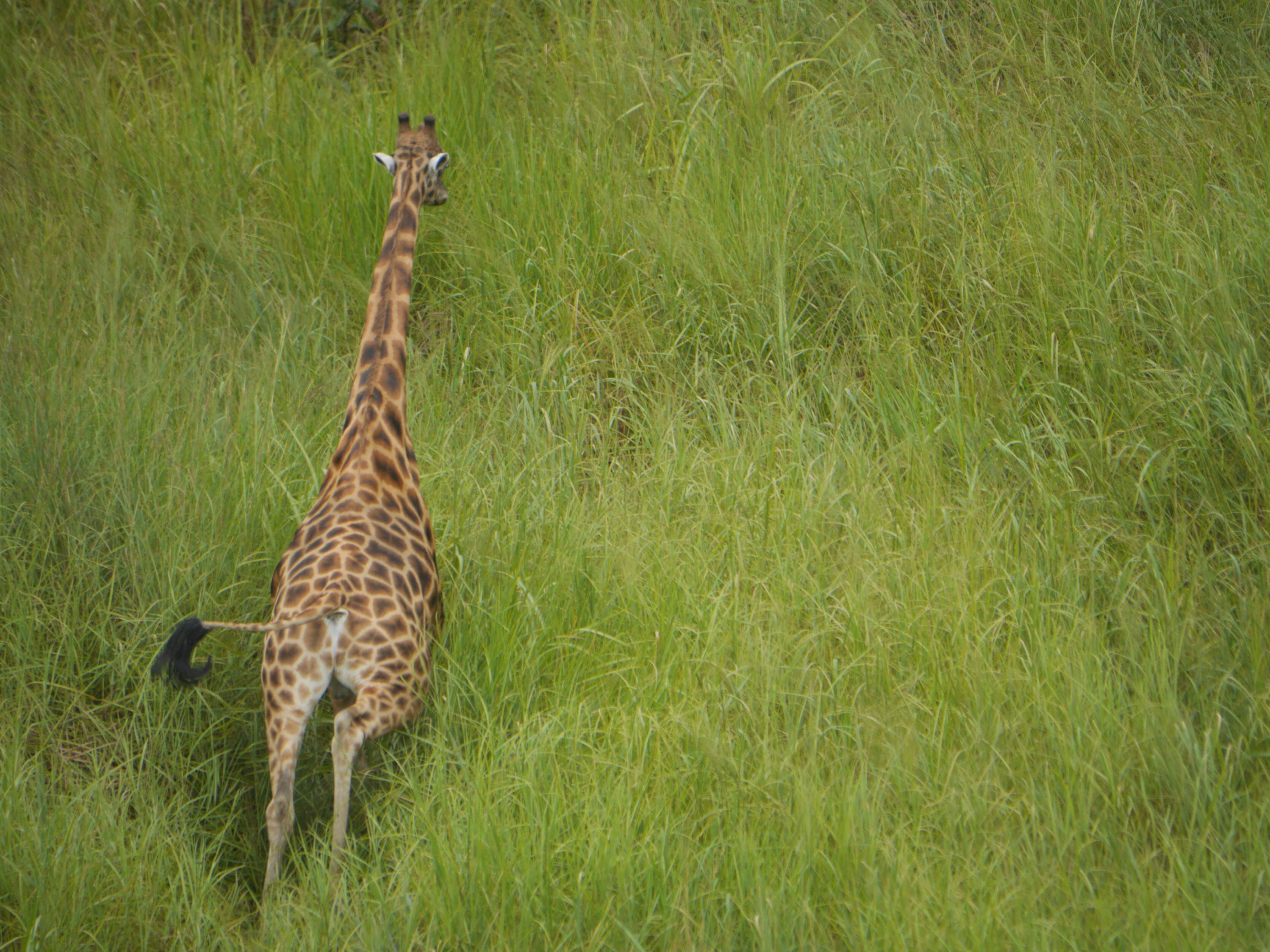 Image of Kordofan giraffe