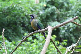 Image of Orange-bellied Leafbird