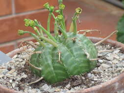 Image of Euphorbia meloformis Aiton