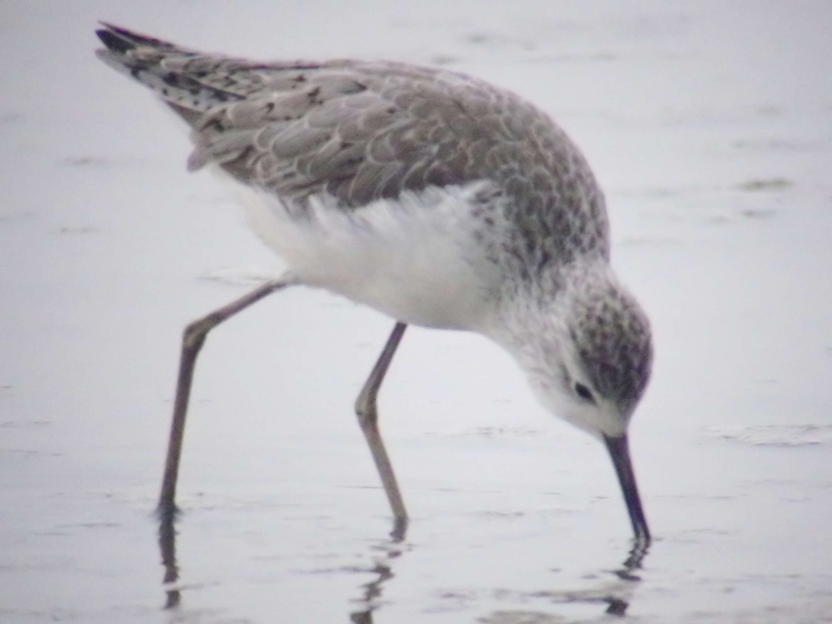 Image of Marsh Sandpiper