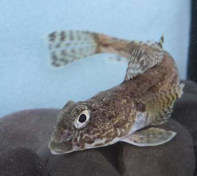 Image of Humped rockcod