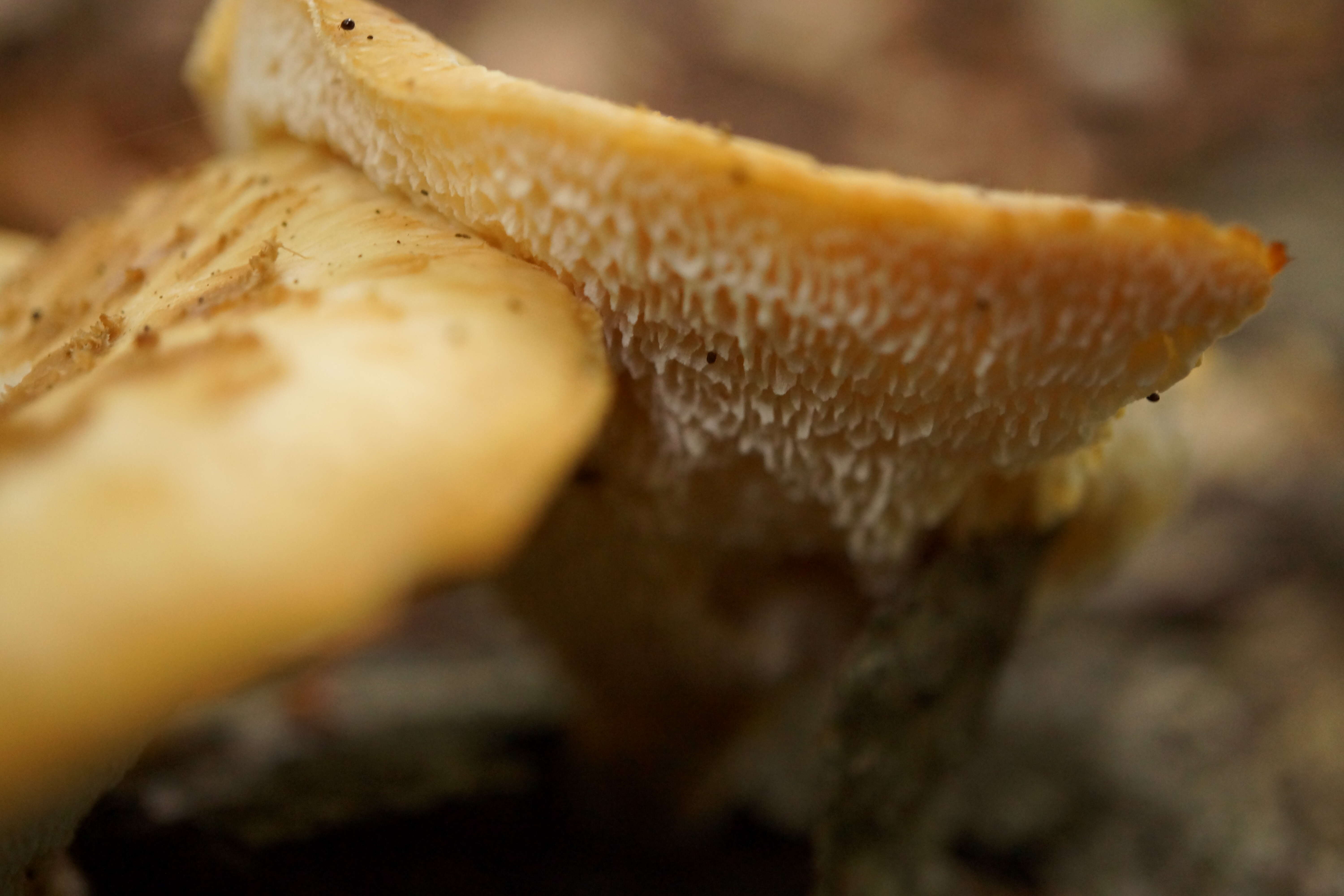 Image of Polyporus tuberaster (Jacq. ex Pers.) Fr. 1821