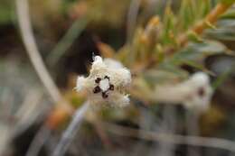 Image of Leucopogon fraseri A. Cunn. ex DC.