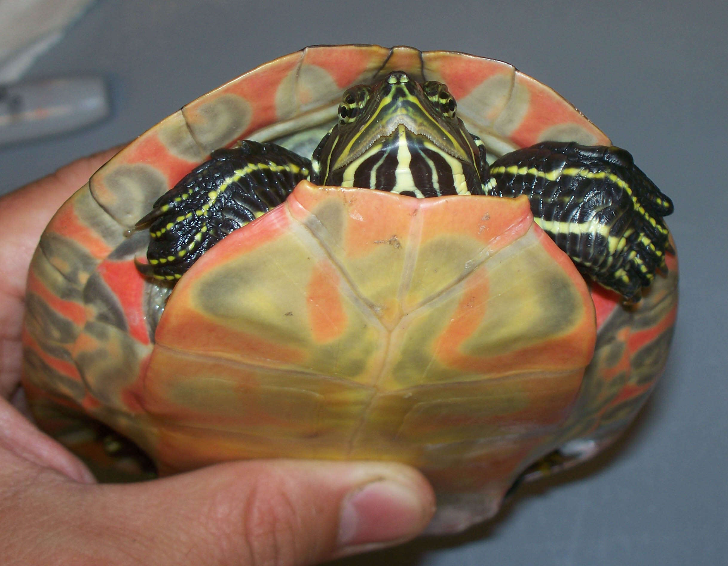 Image of American Red-bellied Turtle