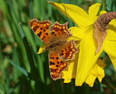 Image of Comma