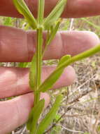 Sabatia quadrangula Wilbur resmi