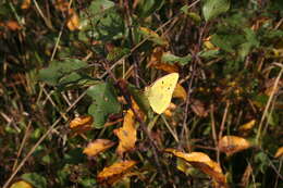 Image of clouded yellow