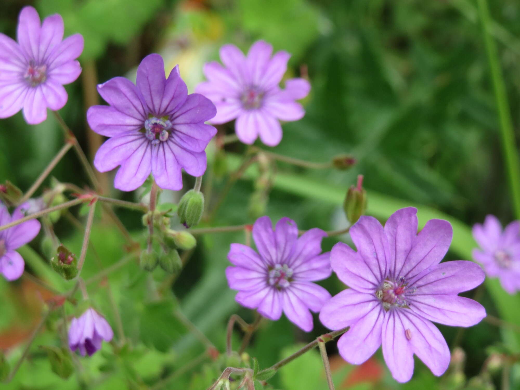 Image of hedgerow geranium