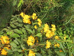 Imagem de Crossandra infundibuliformis (L.) Nees