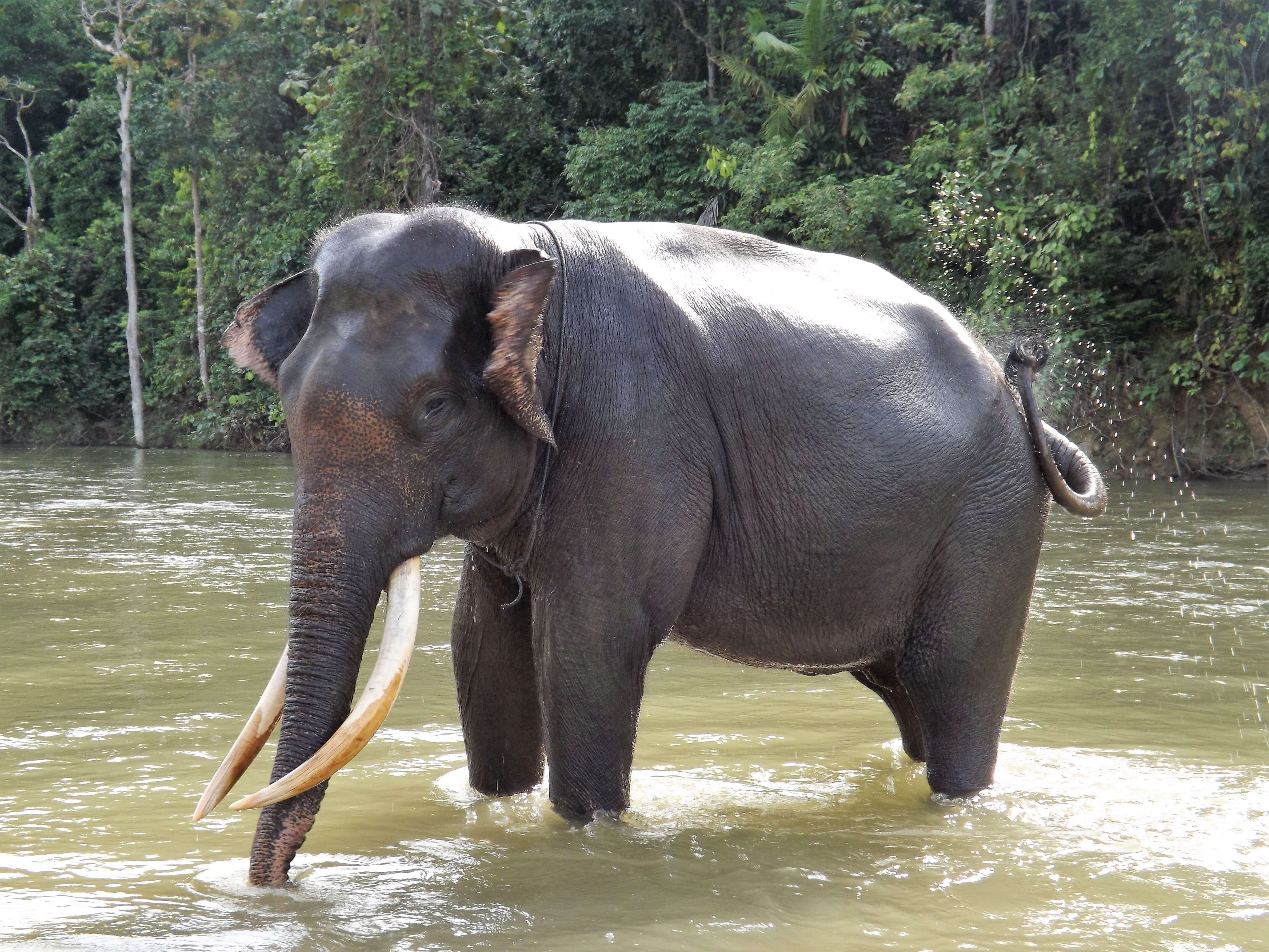 Image of Sumatran Elephant