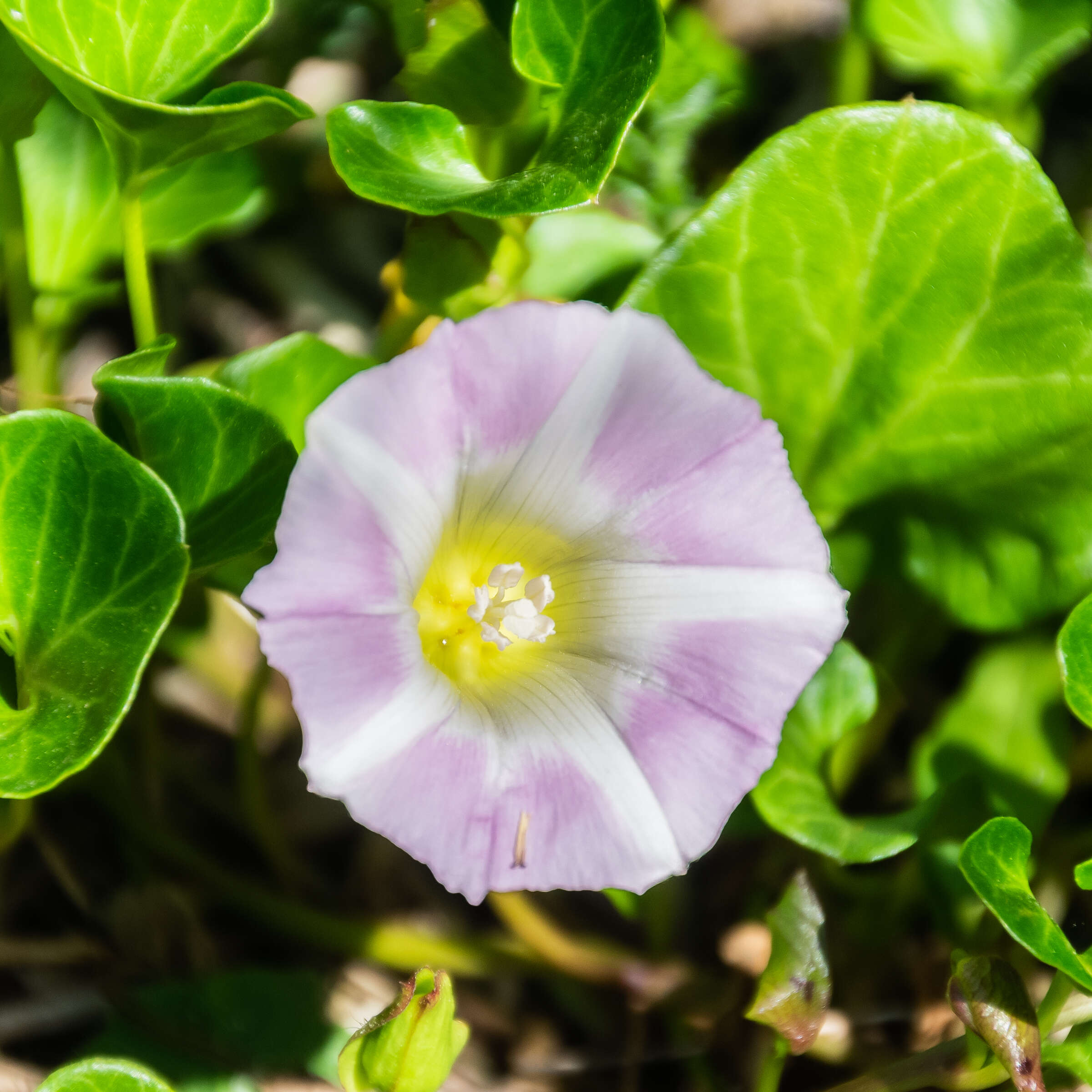 Plancia ëd Calystegia soldanella (L.) R. Br.